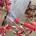 Bicicleta Derbi Panther BMX - Imagen 2