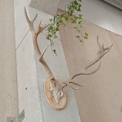 Cornamenta antigua vintage - Imagen 2